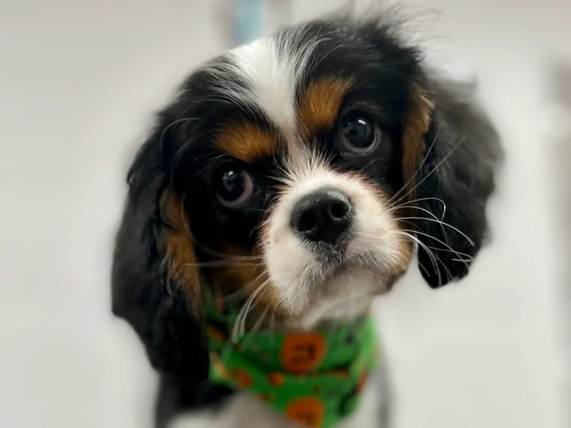 Beautiful Adult male Cavalier from California