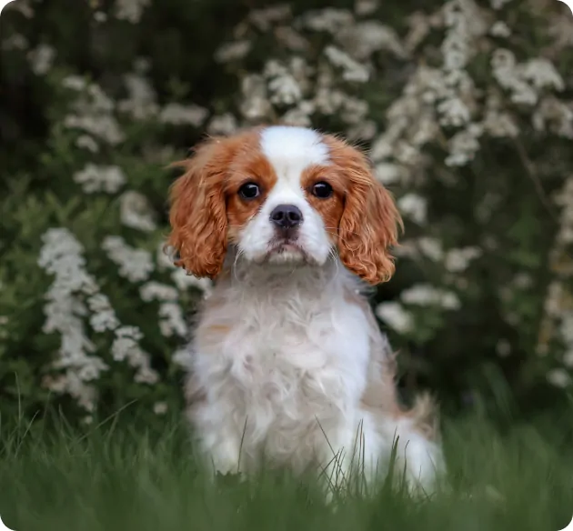 Best California Purebred Cavalier King Charles Spaniels for sale