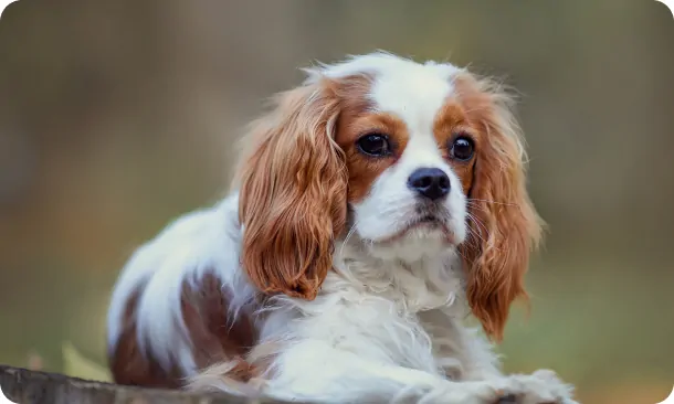 Connecticut Cavalier Puppies For Sale