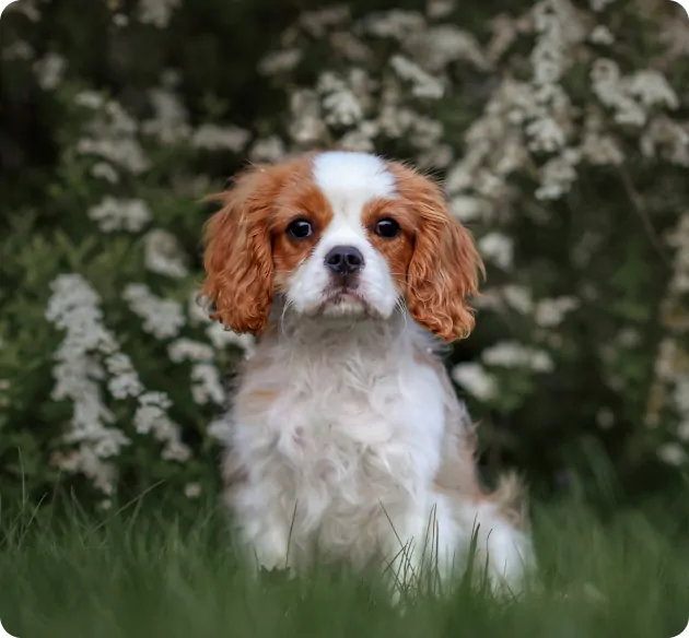 Perfect Cavalier King Charles Spaniel Looking At Camera In Evanston
