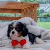 Toby - Image 5