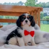 Toby