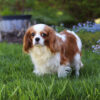 Remi - Image 7