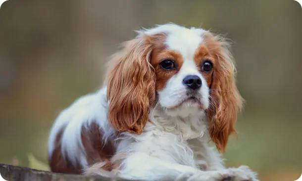 Adorable Brown and White Cavalier King Charles Puppy Lying Down