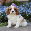 Remi - Image 5