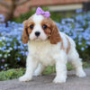 Remi - Image 3