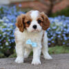 Ronald - Image 5