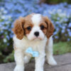 Ronald - Image 4