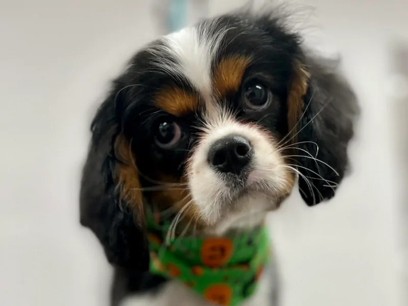 Tri-Colored Cavalier Puppy