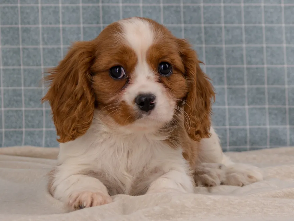 Brown and White Cavalier Puppy Named Mr.Rowdy