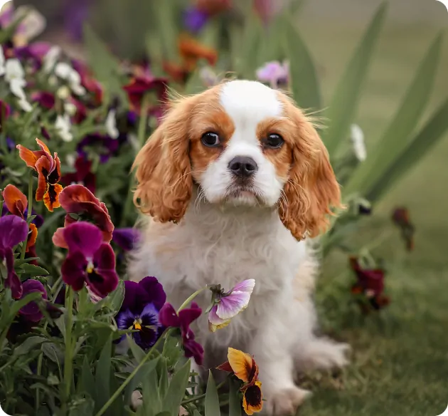 Cute Brown and White Cavalier Puppy With Flowers