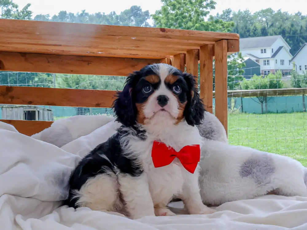 Tri-Colored Cavalier King Chalres Spaniel Puppy Named Theodore