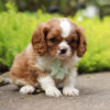 Timmy - Image 5