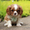 Timmy - Image 2