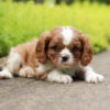 Timmy - Image 4