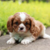 Timmy - Image 3