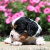 Bruno - Image 7