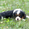 Bruno - Image 6