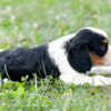 Bruno - Image 5
