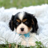 Bruno - Image 3
