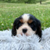 Brady