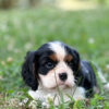 Brady - Image 2