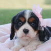Belle - Image 3