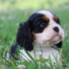Basil - Image 5