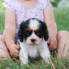 Basil - Image 2