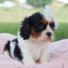 Basil - Image 4