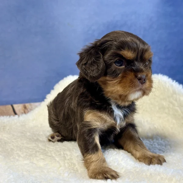 Abigail, a cavalier puppy who was born May 03, 2024 is looking to be adopted