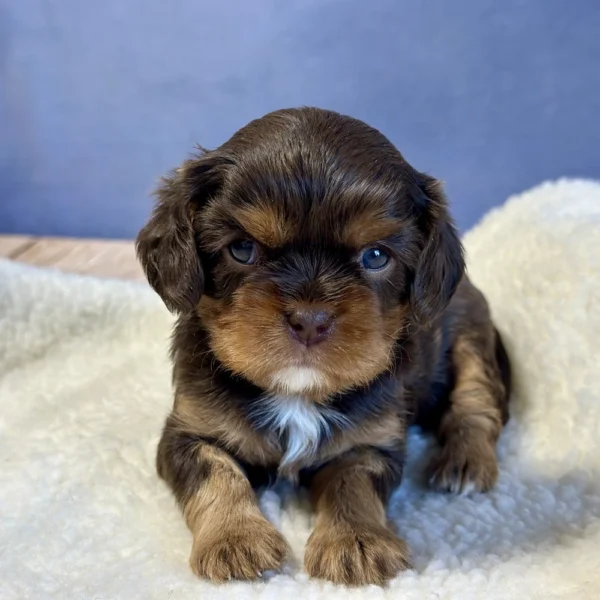 Abigail, and king charles cavalier puppy who was born May 03, 2024