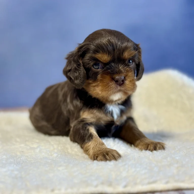 Abigail, a cavalier puppy who was born May 03, 2024