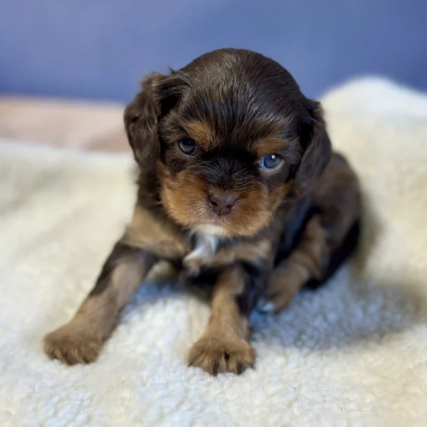 Abigail, a cavalier pup who was born May 03, 2024