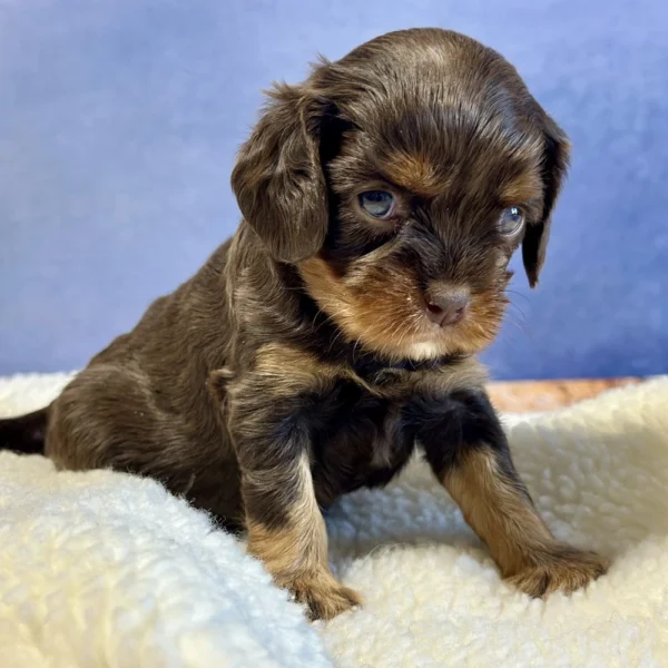 Addie is a king charles cavalier puppy who was born on May 3, 2024