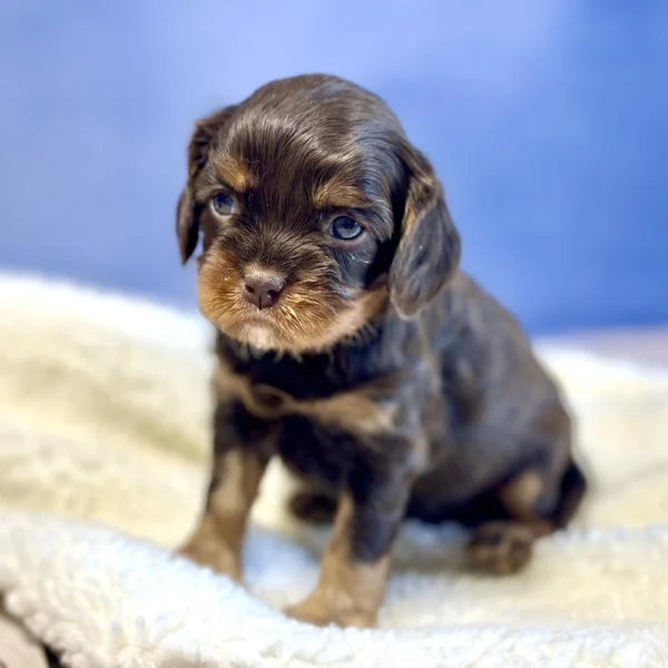 Addie is a cavalier puppy who was born on May 3, 2024