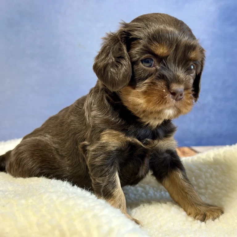 Addie is an adorable king charles cavalier puppy who was born on May 3, 2024