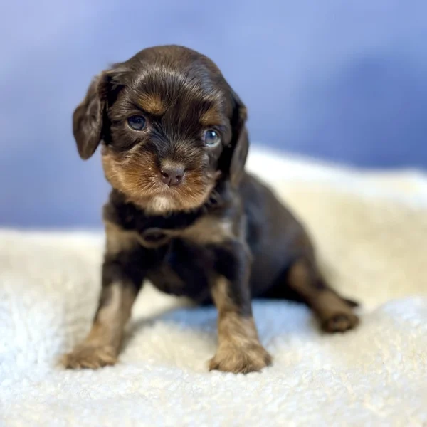 Addie is an adorable cavalier puppy who was born on May 3, 2024