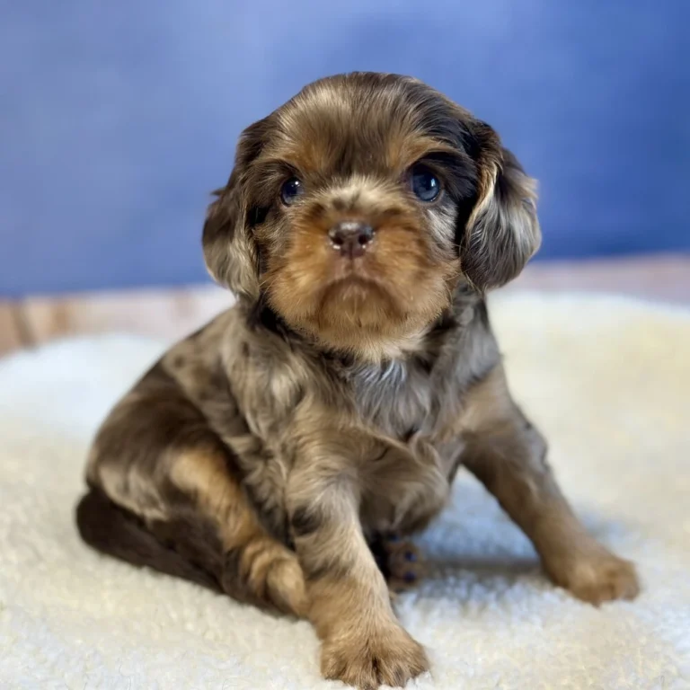 Allice is a playful cavalier puppy born May 03 2024 who is available for adoption