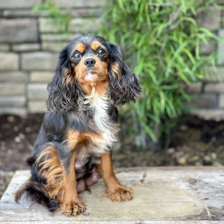 Ally is an AKC Cavalier is a great mom to her Cavalier King Charles puppies