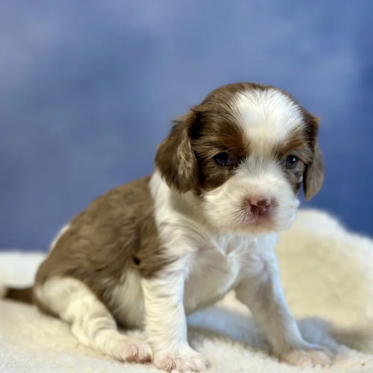Amber is an akc cavalier puppy who was born May 03 2024