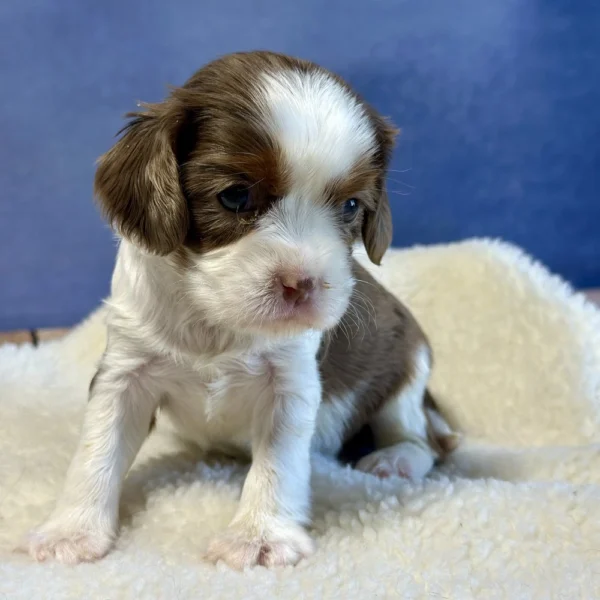 Amber is an akc cavalier pup who was born May 03 2024