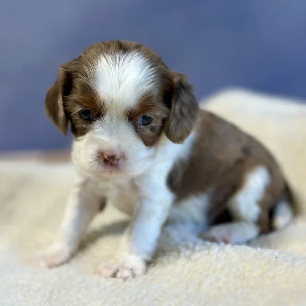 Amber is an akc cavalier puppy who was born May 03 2024 who is available for adoption