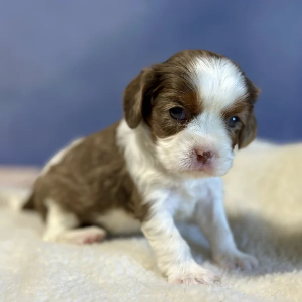 Amber is an akc cavalier king charles puppy who was born May 03 2024