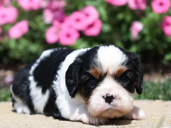 Adoption this puppy via My Cavalier Pups