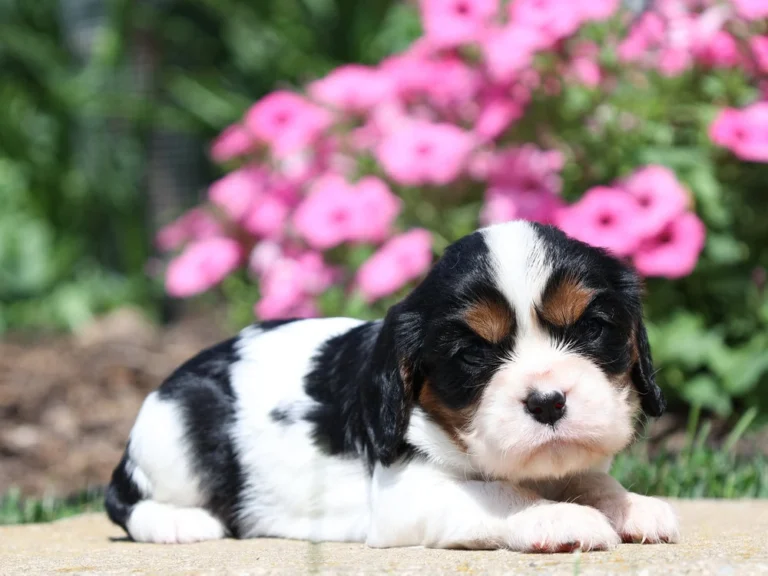Belle is a playful Cavalier puppy