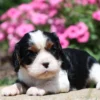 Brooklyn a Cavalier King Charles puppy available for adoption