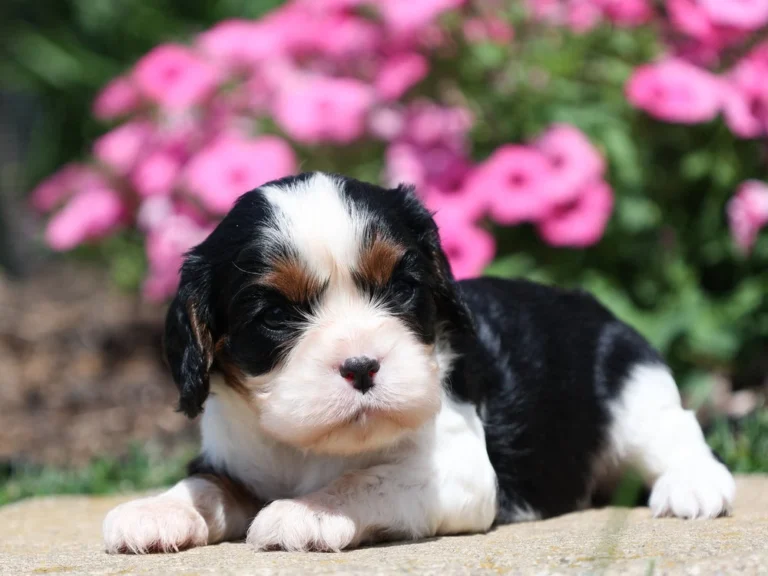 Brooklyn a Cavalier King Charles puppy available for adoption