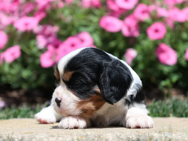 Cavalier King Charles puppy available for adoption