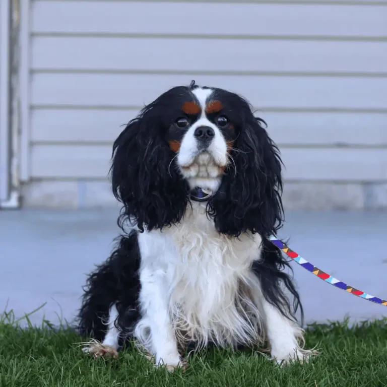 Pretty cavalier male in grass.